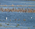 Grutto