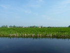 Hollands Landschap